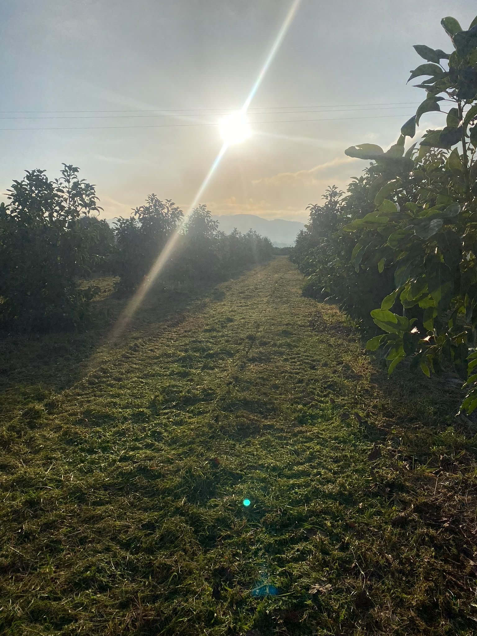 Huerto de aguacates ecológicos al atardecer